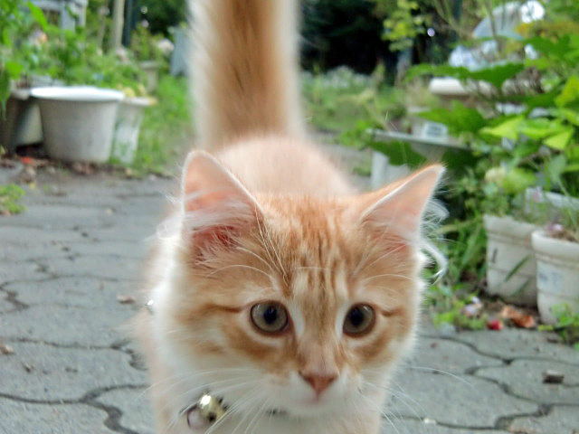 尻尾が自慢のクリちゃん