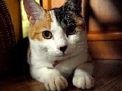 三毛猫のすみれちゃんです。