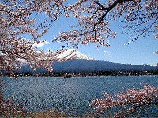 富士と桜は最高の取り合わせです。