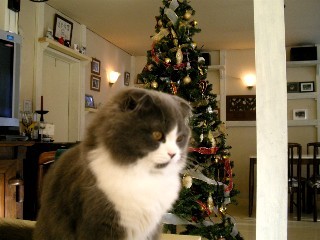 猫のふくちゃん