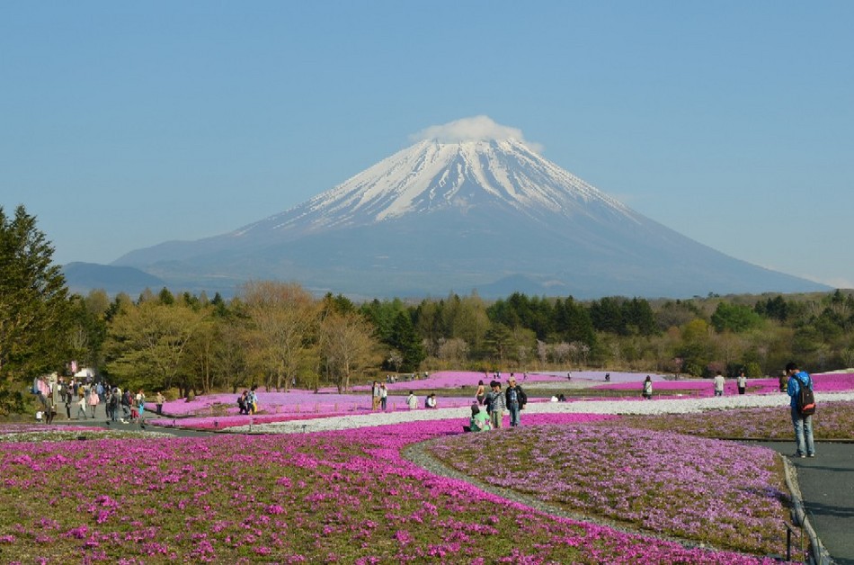 富士山芝桜祭りきれいです。