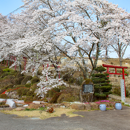 *【孫八神社】桜の木と鳥居