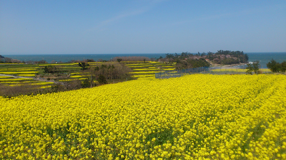 【周辺情報】長崎鼻(4月)。約12ヘクタールの花畑と周防灘が広がる景勝地。