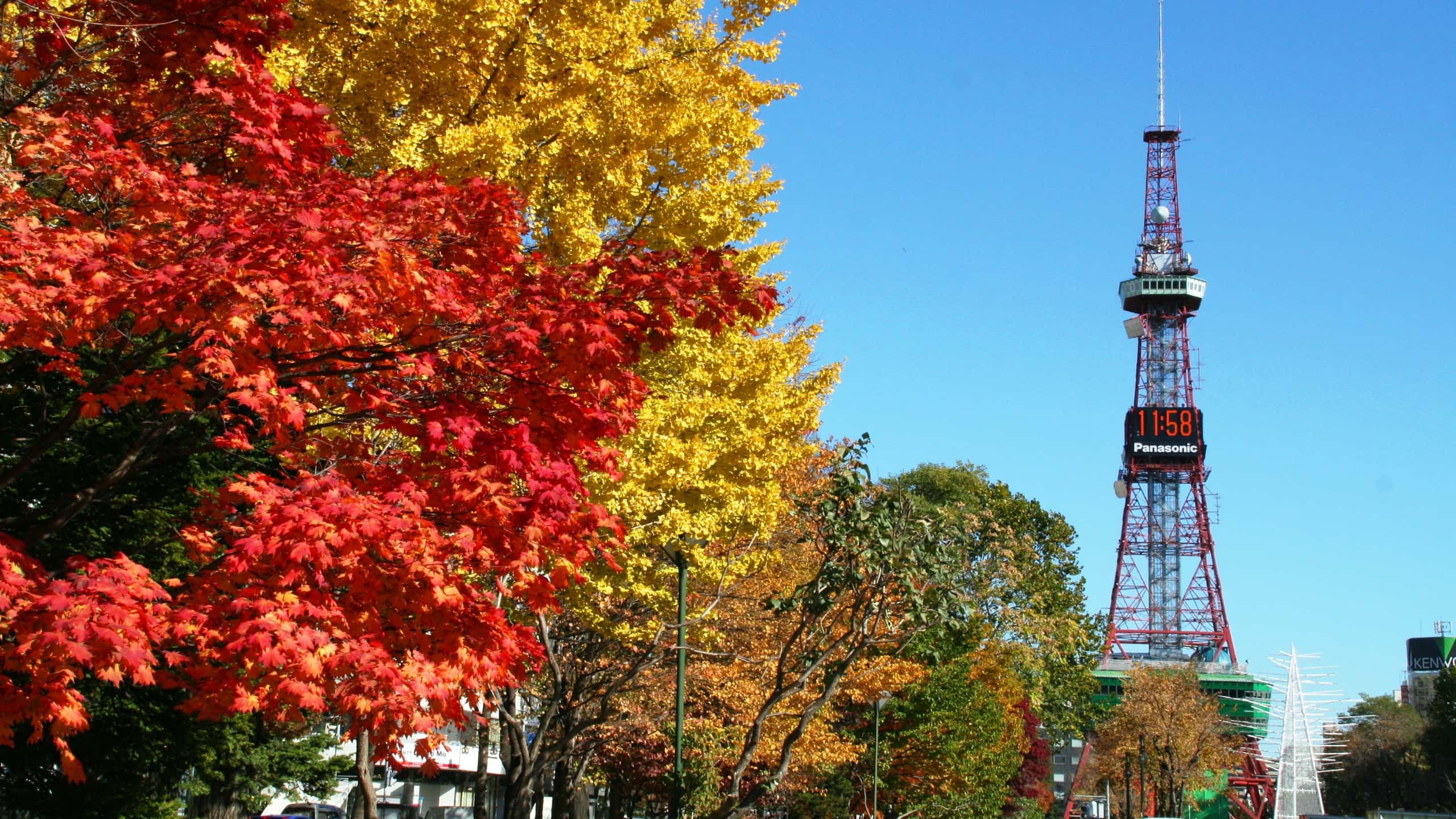 大通公園〜紅葉〜