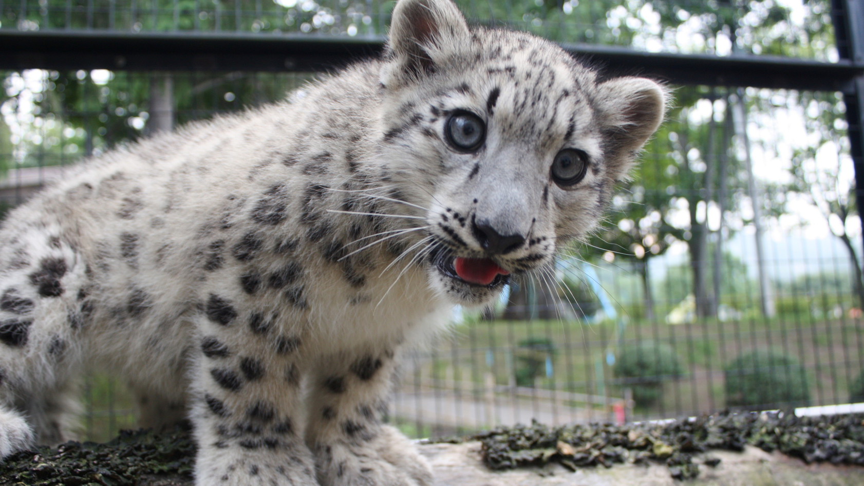 円山動物園