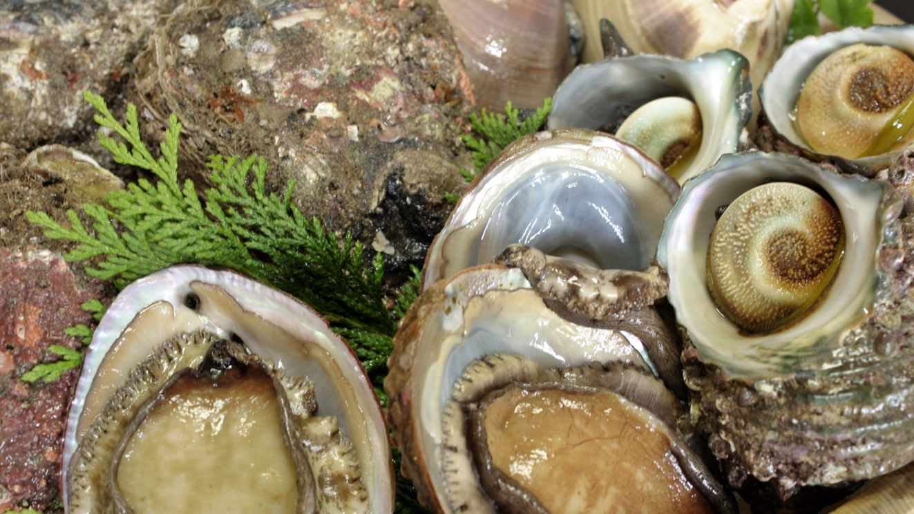 *【旬の海の幸】サザエ・ハマグリなどの貝を様々な調理法でお召し上がりいただけます。