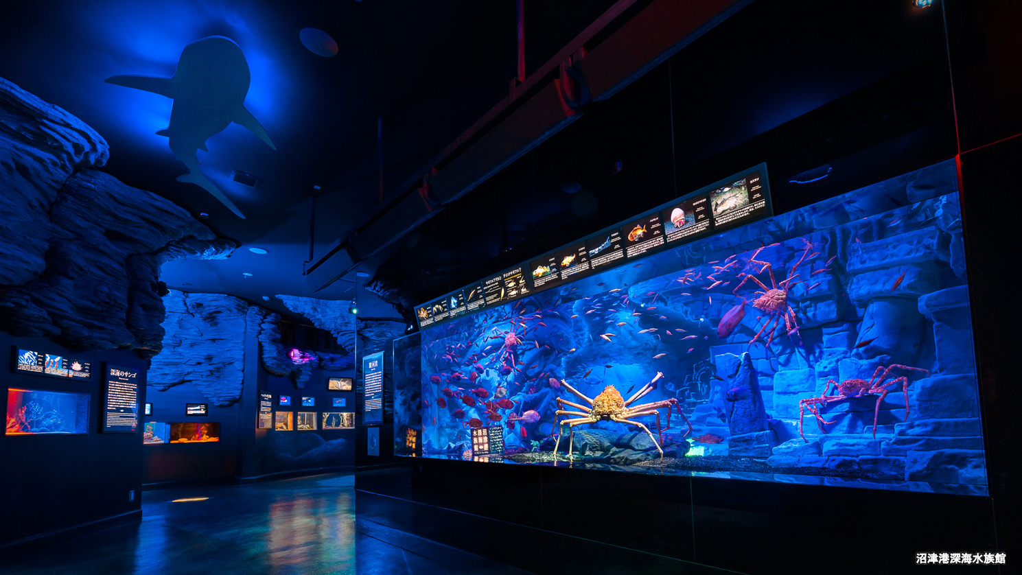 沼津港深海水族館希少な深海生物が展示されています