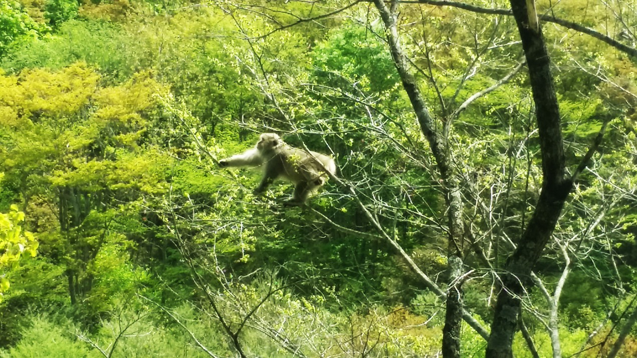 Monkey
