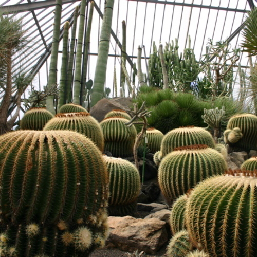 伊豆シャボテン公園「温室」