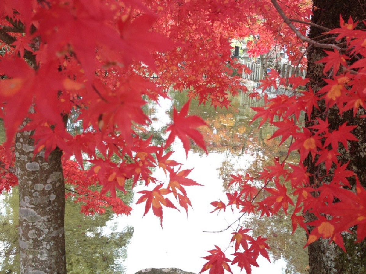 宿から徒歩2分の龍泉寺の紅葉。例年10月下旬から11月初旬が見ごろ