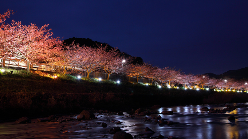春を先取り♪河津桜が見どころです
