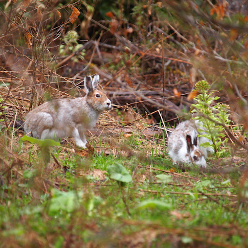 ラーチ周辺に生息する野生動物エゾユキウサギ