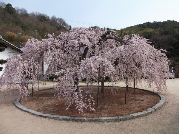 枝垂桜