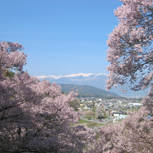 *【周辺観光】高遠の桜を見に行こう！