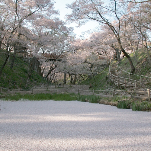 *【周辺観光】春満開！美しい桜を愛でる。