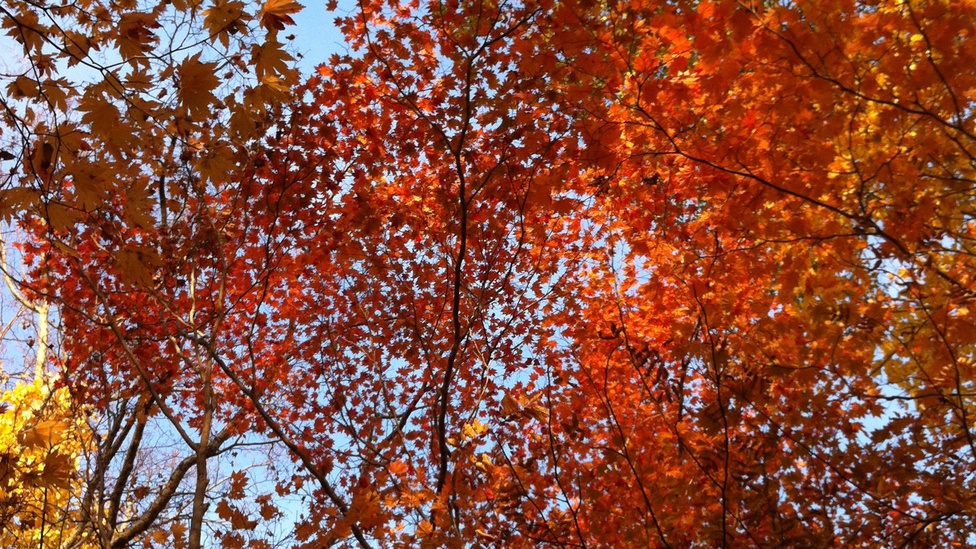 【周辺】ニセコ周辺の紅葉は9月下旬〜見頃です。