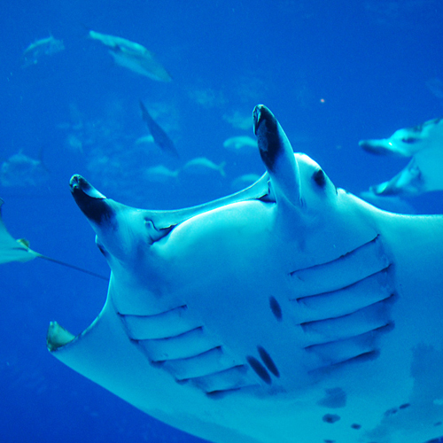 美ら海水族館