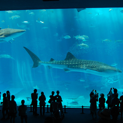 美ら海水族館