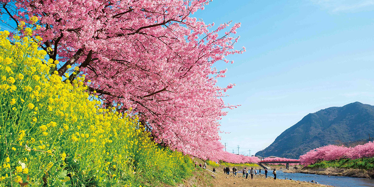 【Spring Blooming】〜選べるハーフディナー＆朝食〜【陽春を感じる桜尽くしライトプラン】