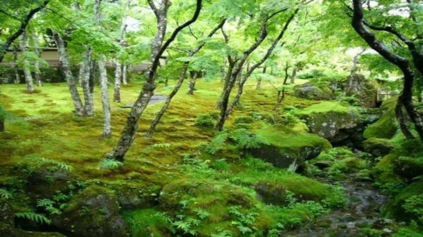 箱根美術館（当館から徒歩４分）：約130種類の苔が植えられている苔庭