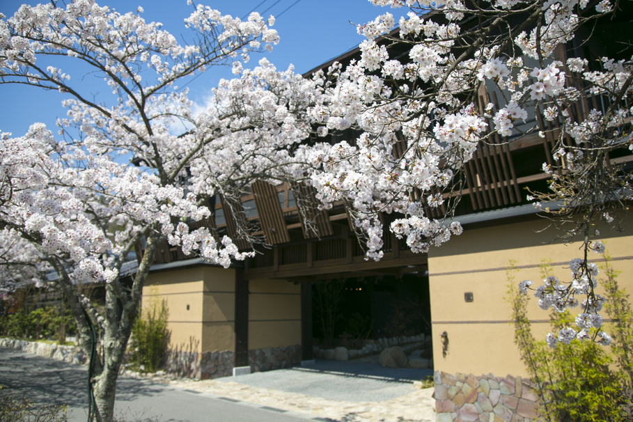 玄竹正門前 桜２