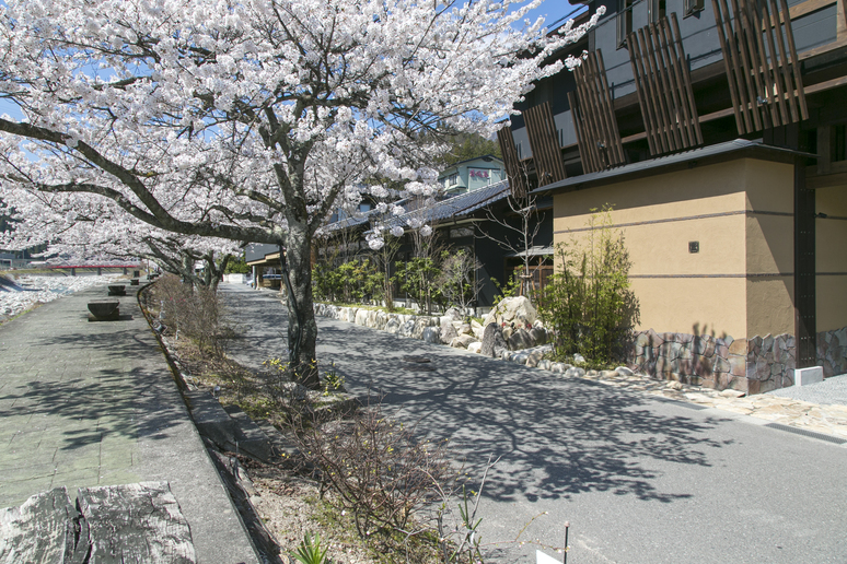 玄竹正門前 桜