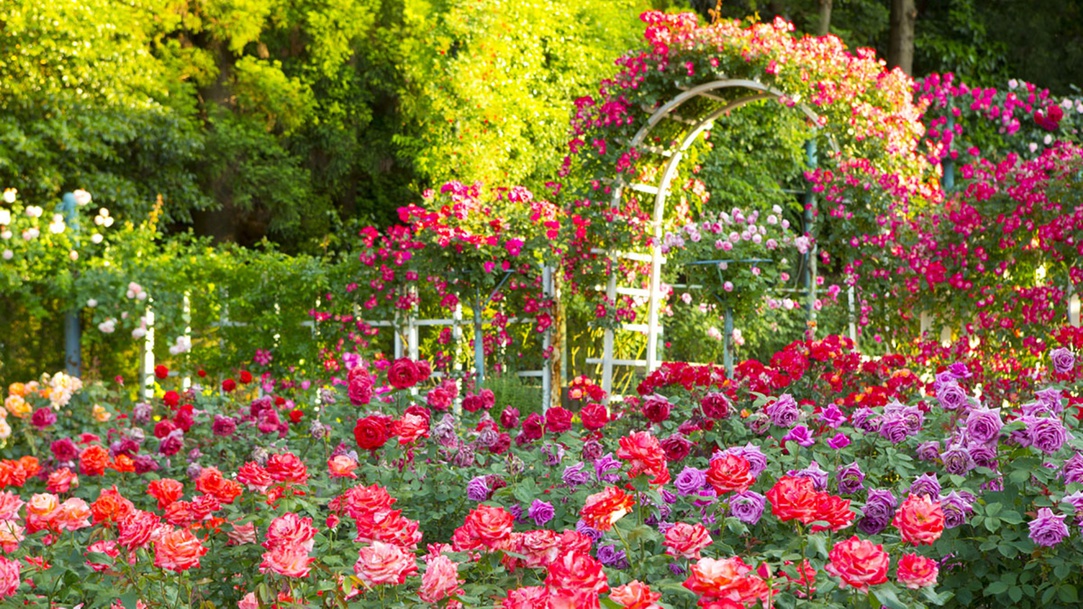 *【バラ園】初夏と秋に200種2000株のバラが咲き誇ります。