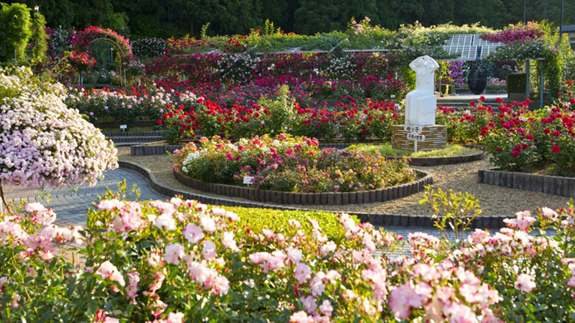 *【バラ園】初夏と秋に200種2000株のバラが咲き誇ります。