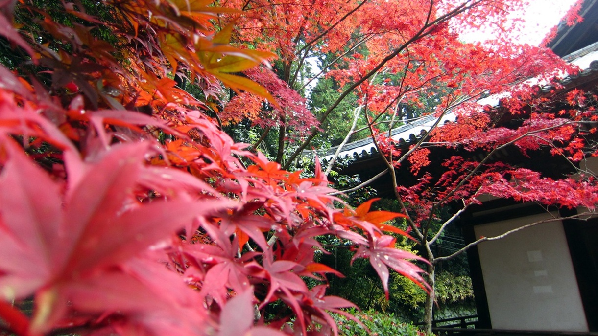 *11月中旬から下旬にかけて、境内の紅葉が鮮やかに色づきます