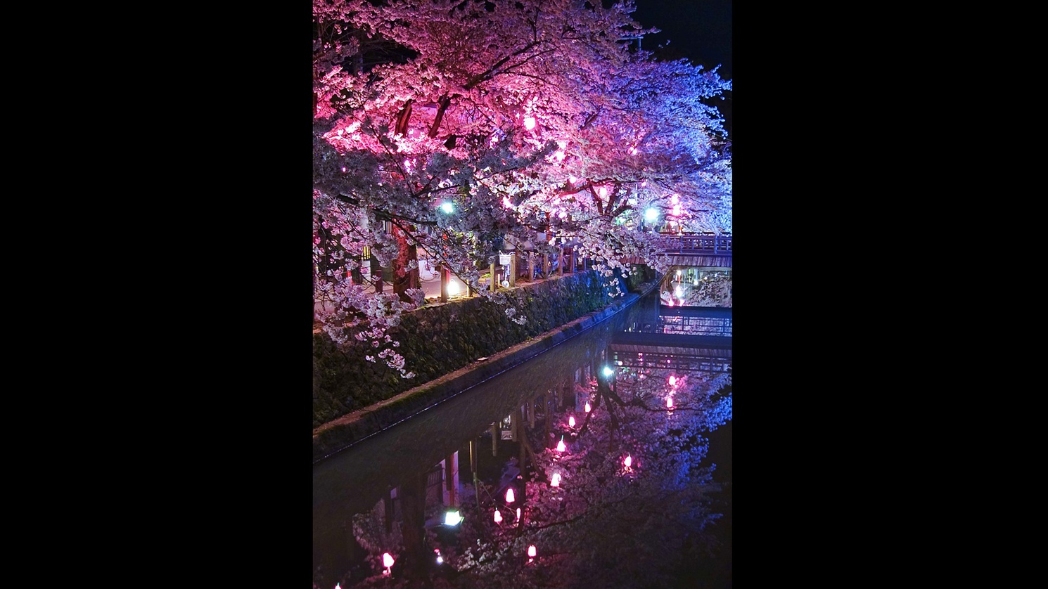 *【城崎の夜桜】