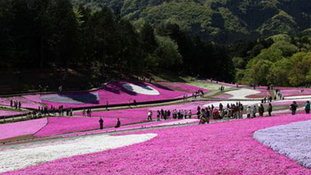 約17600㎡の広大な敷地に、9種類約40万株以上の芝桜