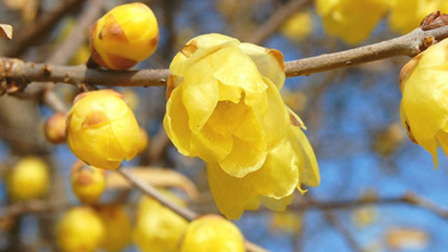 梅の花よりも早く咲かせる宝登山のロウバイ【１月下旬頃から】