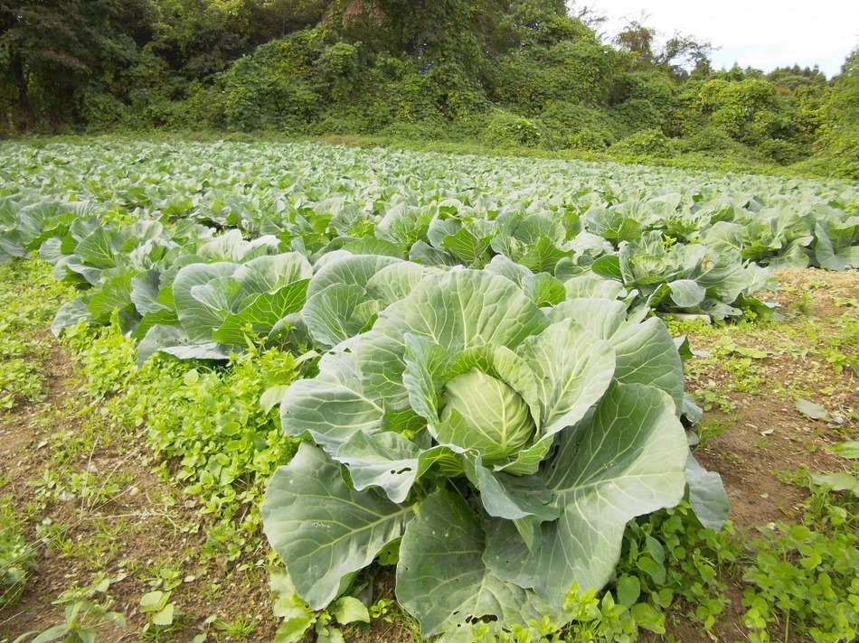 Ishinomaki Apartment Hotel Image 2, Ishinomaki, Japan