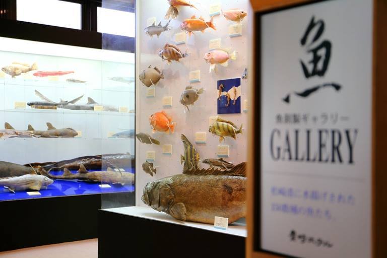 松崎の魚剥製ギャラリー