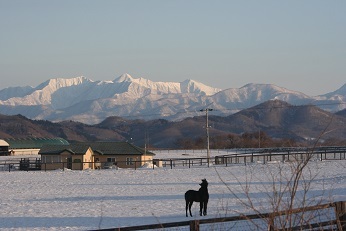 冬の馬達