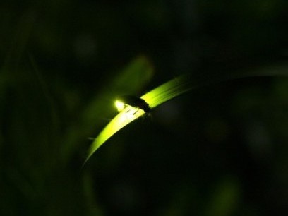 ほたるの宴【6月上旬】