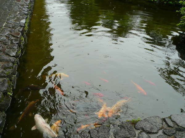 お庭には鯉が泳いでいます