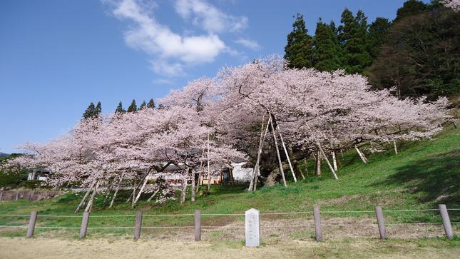 臥龍桜