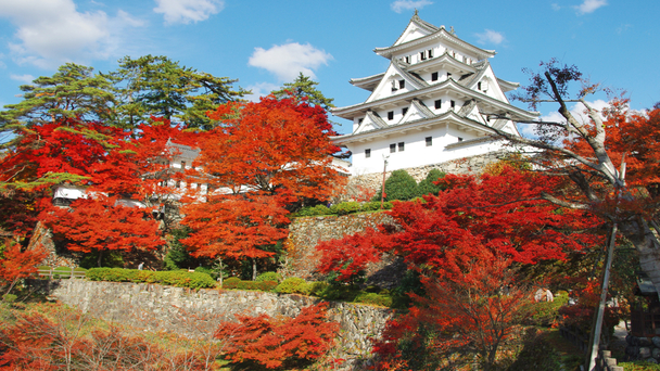 郡上八幡城の紅葉