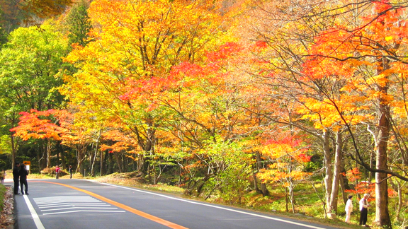 せせらぎ街道の紅葉