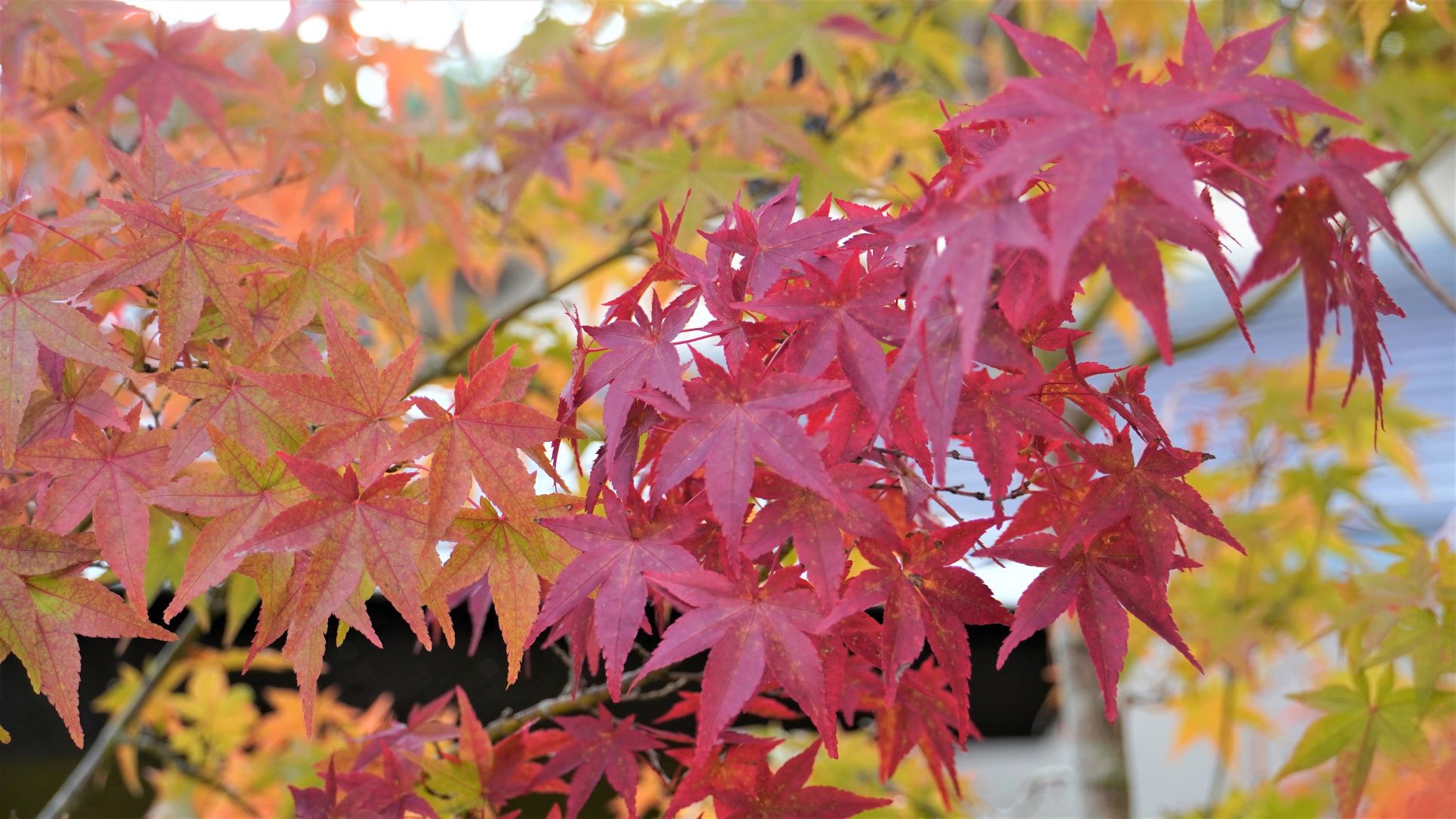 紅葉が始まりました