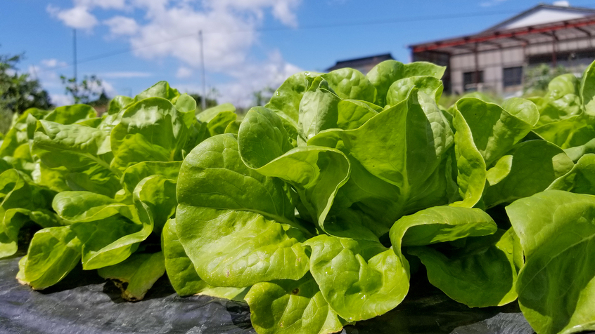 #農業体験プラン＿黒潮では自家栽培のお野菜もふんだんに使用しています。農業体験もありますよ♪