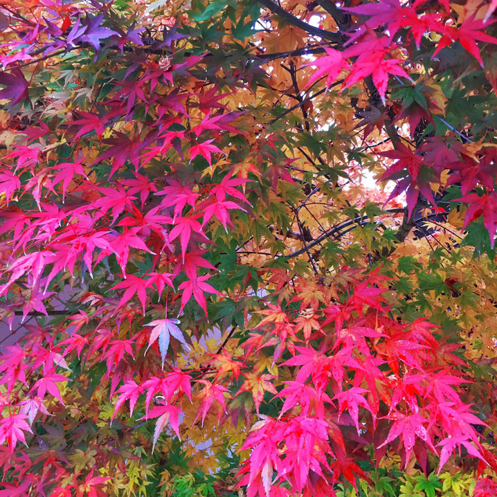寒暖差が大きく、秋は紅葉を楽しめます