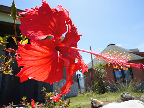 季節の花が咲いています