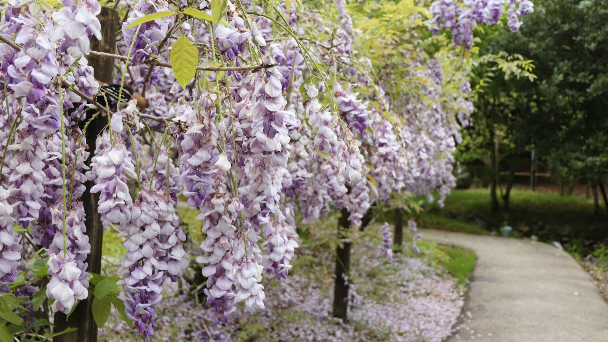 紫尾庵の名にふさわしく紫の花びらが咲き誇る『藤』は晩春のお愉しみです。