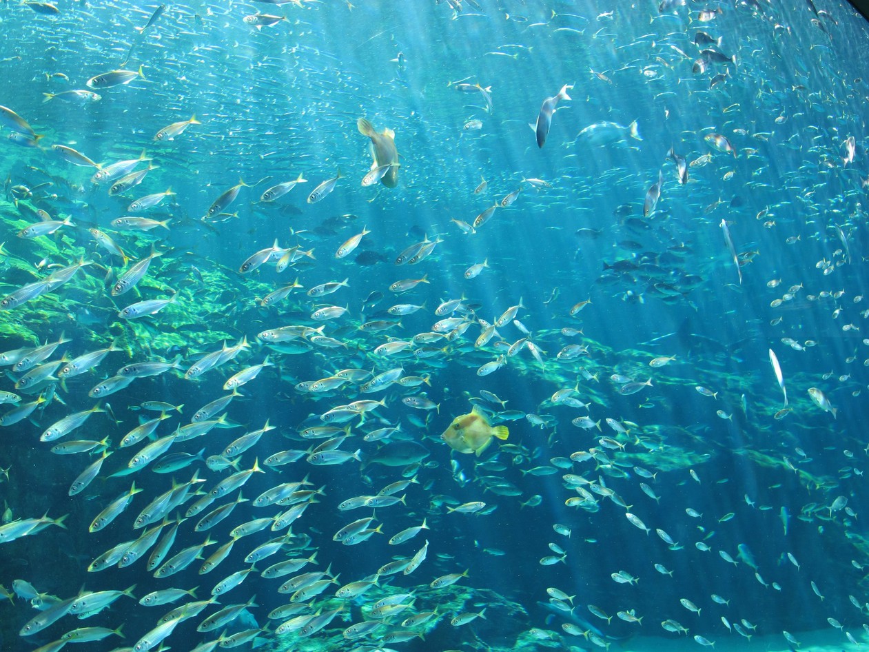 海きらら水族館