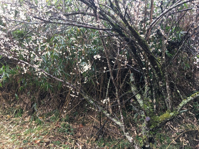 梅の花