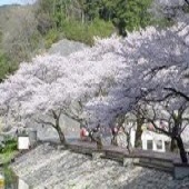 鎌北湖桜