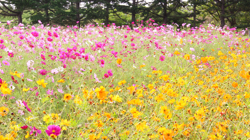 *みさき台公園／秋のコスモス。美しい景色を眺めてのんびり過ごそう。