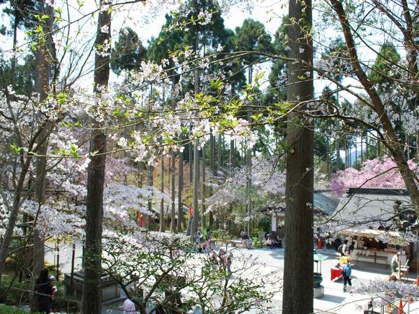 意外と知られていない三千院の桜! ４月半ばが見頃です